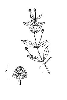 <i>Phyla lanceolata</i> (Michx.) Greene var. recognita (Fernald & Grisc.) Soper