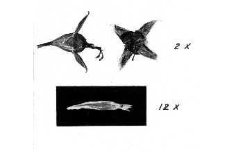 <i>Philadelphus lewisii</i> Pursh var. ellipticus Hu