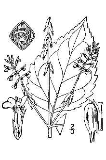 <i>Phryma leptostachya</i> L. var. confertifolia Fernald