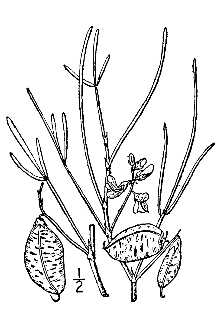<i>Phaca longifolia</i> (Pursh) Nutt.