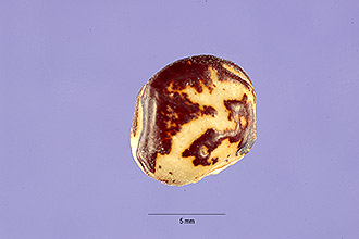 <i>Phaseolus lunatus</i> L. var. lunonanus L.H. Bailey