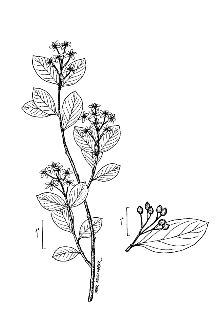 <i>Mespilus arbutifolia</i> L. var. melanocarpa Michx.
