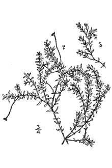 <i>Udora verticillata</i> (L. f.) Spreng. var. minor Engelm. ex Caspary