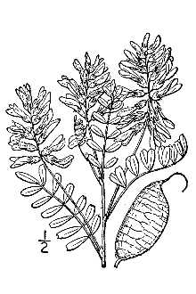 <i>Astragalus cooperi</i> A. Gray