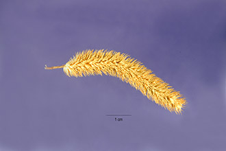 <i>Phleum nodosum</i> L.