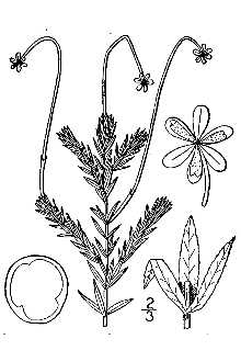 <i>Elodea occidentalis</i> (Pursh) H. St. John