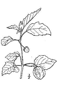 <i>Physalis angulata</i> L. var. lanceifolia (Nees) Waterf.