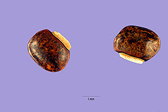 <i>Phaseolus peduncularis</i> Kunth