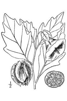 <i>Physalodes physalodes</i> (L.) Britton, nom. inval.