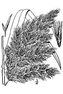 <i>Phragmites communis</i> Trin. var. berlandieri (Fourn.) Fernald