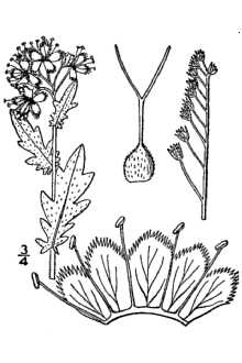 <i>Phacelia boykinii</i> (A. Gray) Small