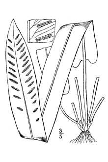 <i>Phyllitis japonica</i> Kom. ssp. americana (Fernald) Á. Löve & D. Löve