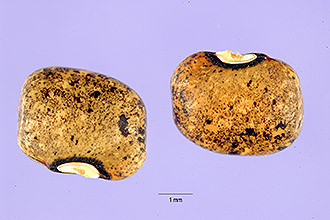 <i>Phaseolus speciosus</i> Kunth