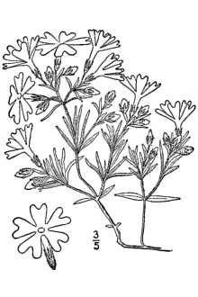 <i>Phlox stellaria</i> A. Gray