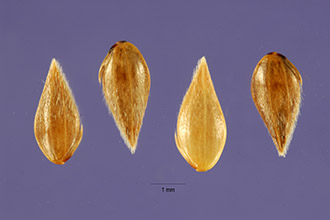 <i>Phleum bellardii</i> Willd.