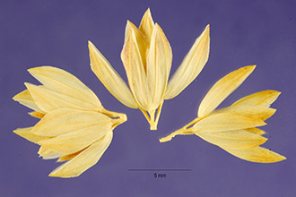 <i>Phleum bellardii</i> Willd.