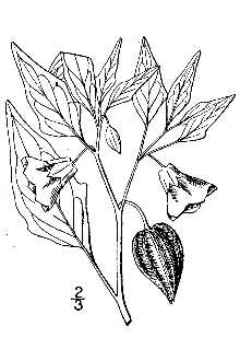 <i>Physalis virginiana</i> Mill. var. subglabrata (Mack. & Bush) Waterf.