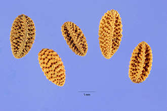 <i>Phacelia tanacetifolia</i> Benth. subvar. tenuisecta Brand