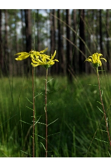 <i>Helianthella tenuifolia</i> Torr. & A. Gray
