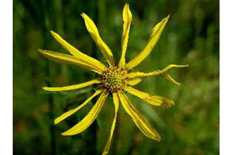 Pineland False Sunflower