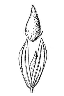 <i>Phalaris tuberosa</i> L. var. hirtiglumis Batt. & Trabut