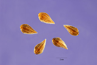 <i>Phalaris tuberosa</i> L. var. hirtiglumis Batt. & Trabut