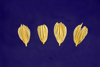<i>Phalaris tuberosa</i> L. var. stenoptera (Hack.) Hitchc.