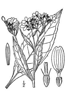 <i>Phaethusa virginica</i> (L.) Britton