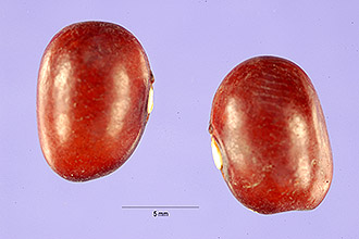 <i>Phaseolus vulgaris</i> L. var. humilis Alef.