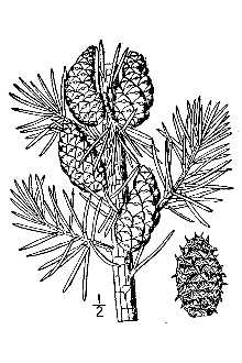 <i>Pinus divaricata</i> (Aiton) Sudw.