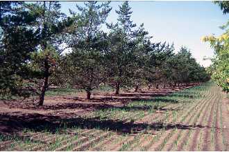<i>Pinus divaricata</i> (Aiton) Sudw.