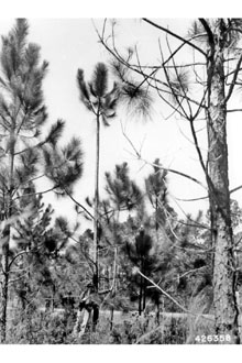 <i>Pinus caribaea</i> sensu Small, non Morelet