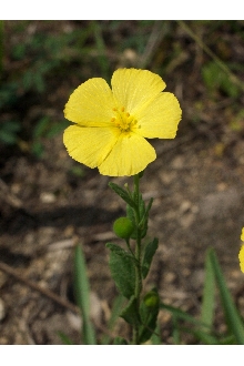 <i>Piriqueta caroliniana</i> (Walter) Urb. var. viridis (Small) G.S. Torr.
