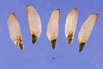 <i>Pinus clausa</i> (Chapm. ex Engelm.) Vasey ex Sarg. ssp. immuginata (Ward) A.E. M