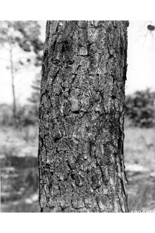 <i>Pinus clausa</i> (Chapm. ex Engelm.) Vasey ex Sarg. ssp. immuginata (Ward) A.E. M