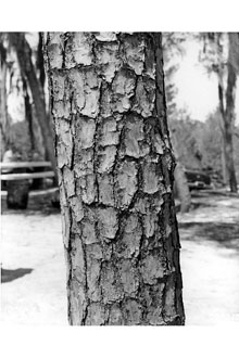<i>Pinus clausa</i> (Chapm. ex Engelm.) Vasey ex Sarg. var. immuginata Ward