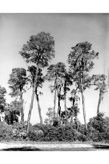 <i>Pinus clausa</i> (Chapm. ex Engelm.) Vasey ex Sarg. var. immuginata Ward