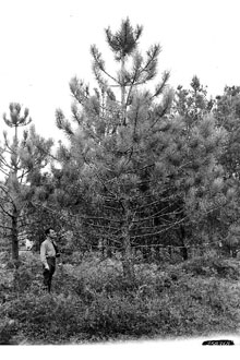 <i>Pinus ponderosa</i> Lawson & C. Lawson ssp. coulteri (D. Don) A.E. Murray