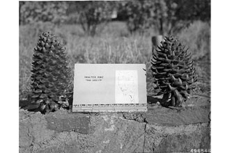 <i>Pinus ponderosa</i> Lawson & C. Lawson ssp. coulteri (D. Don) A.E. Murray