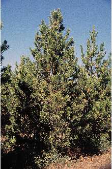 <i>Pinus divaricata</i> (Aiton) Sudw. var. latifolia (Engelm. ex S. Watson) B. Boivin