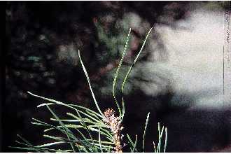 <i>Pinus contorta</i> Douglas ex Loudon ssp. latifolia (Engelm. ex S. Watson) Critchfi