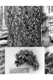 <i>Pinus divaricata</i> (Aiton) Sudw. var. hendersonii (Lemmon) B. Boivin