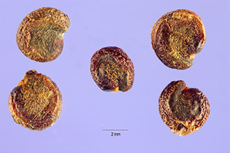 <i>Pimenta officinalis</i> Lindl.