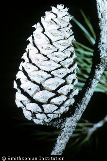 Shortleaf Pine
