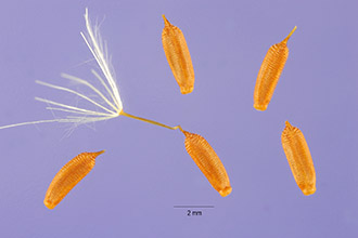<i>Helminthotheca echioides</i> (L.) Holub