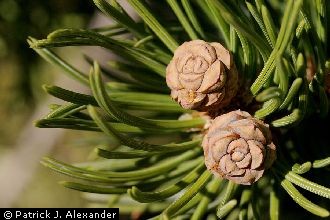 <i>Pinus cembroides</i> Zucc. var. edulis (Engelm.) Voss
