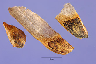 <i>Pinus caribaea</i> sensu Small, non Morelet