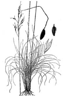 <i>Stipa fimbriata</i> Kunth