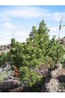 <i>Pinus flexilis</i> James ssp. callahanii (Silba) Silba