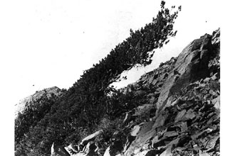 <i>Pinus flexilis</i> James ssp. alpina (Silba) Silba